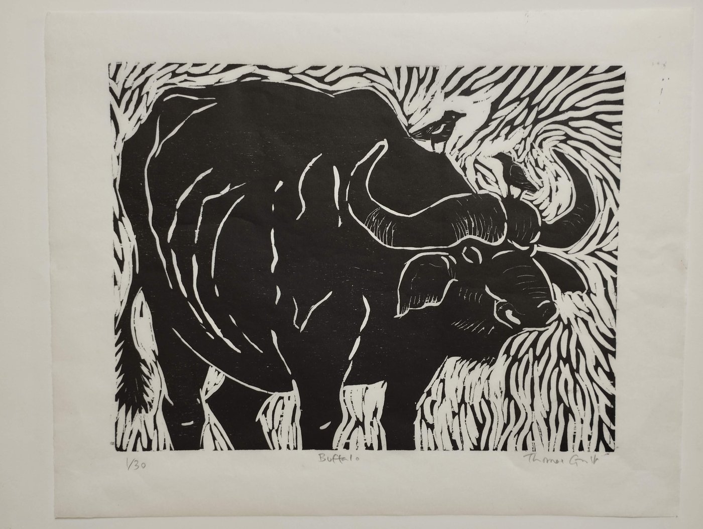 buffalo