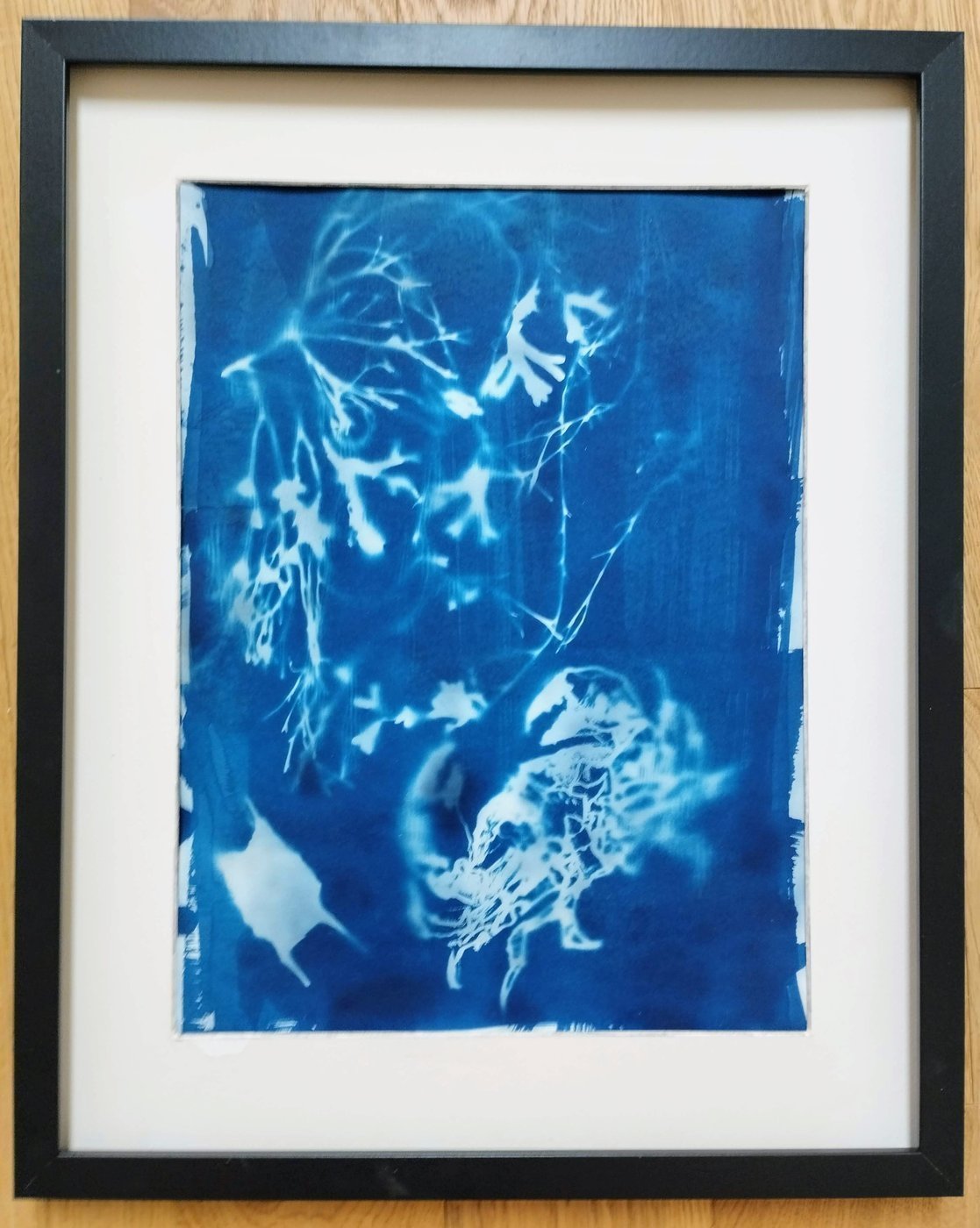 framed crab and seaweed cyanotype