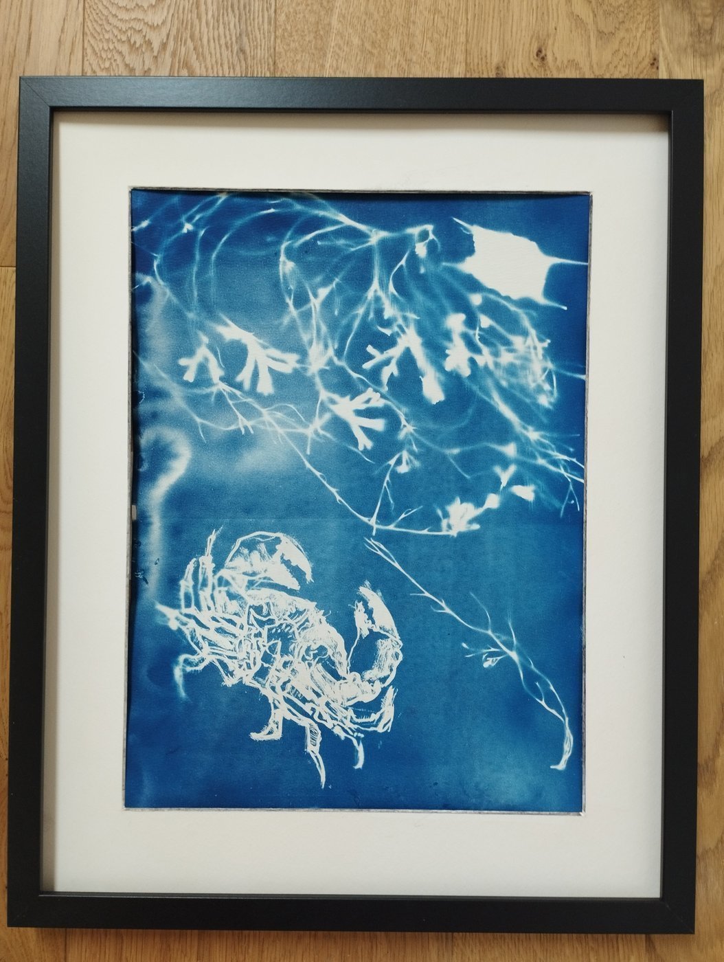 framed crab and seaweed cyanotype