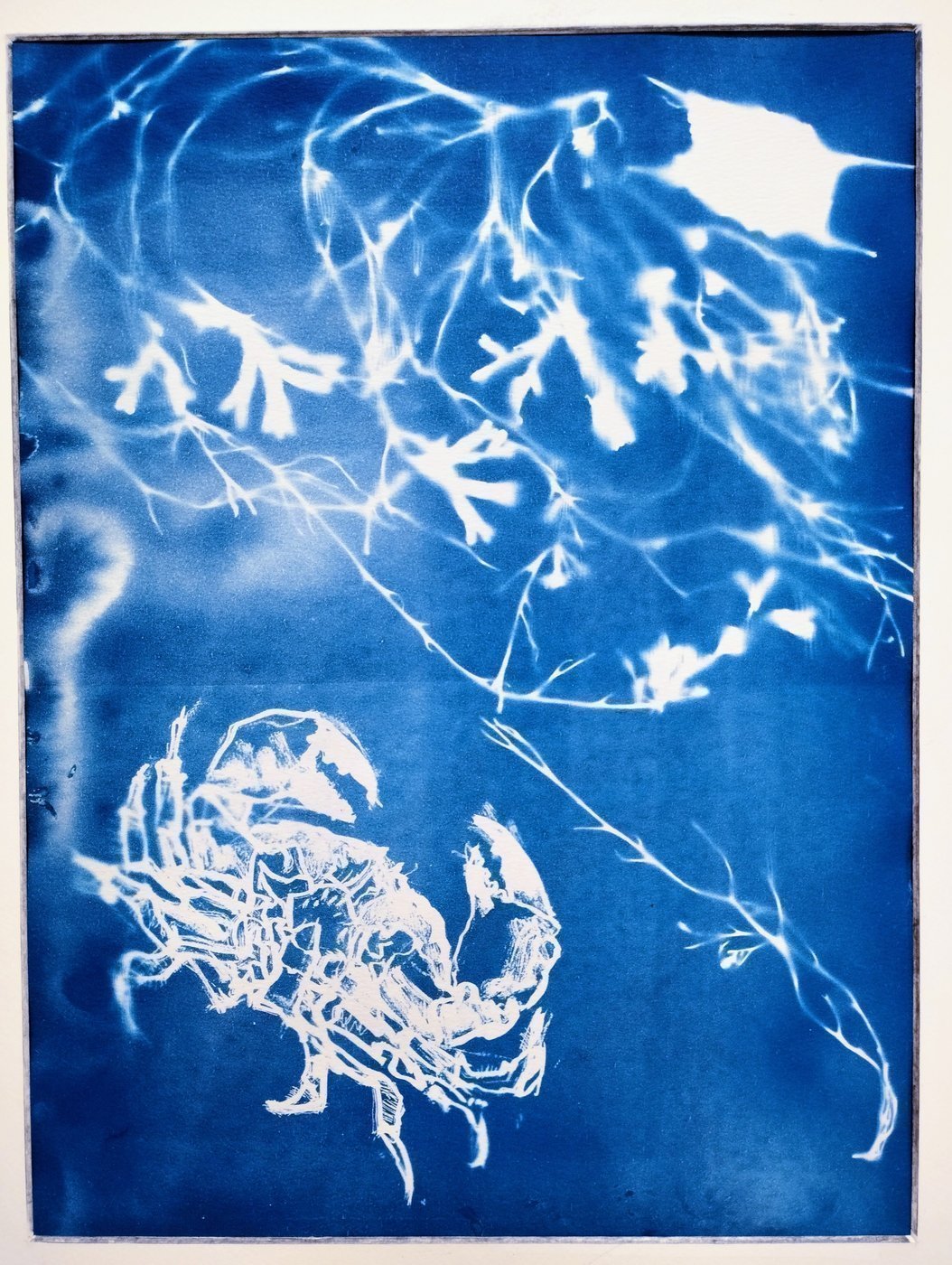 Crab and Seaweed Cyanotype 2