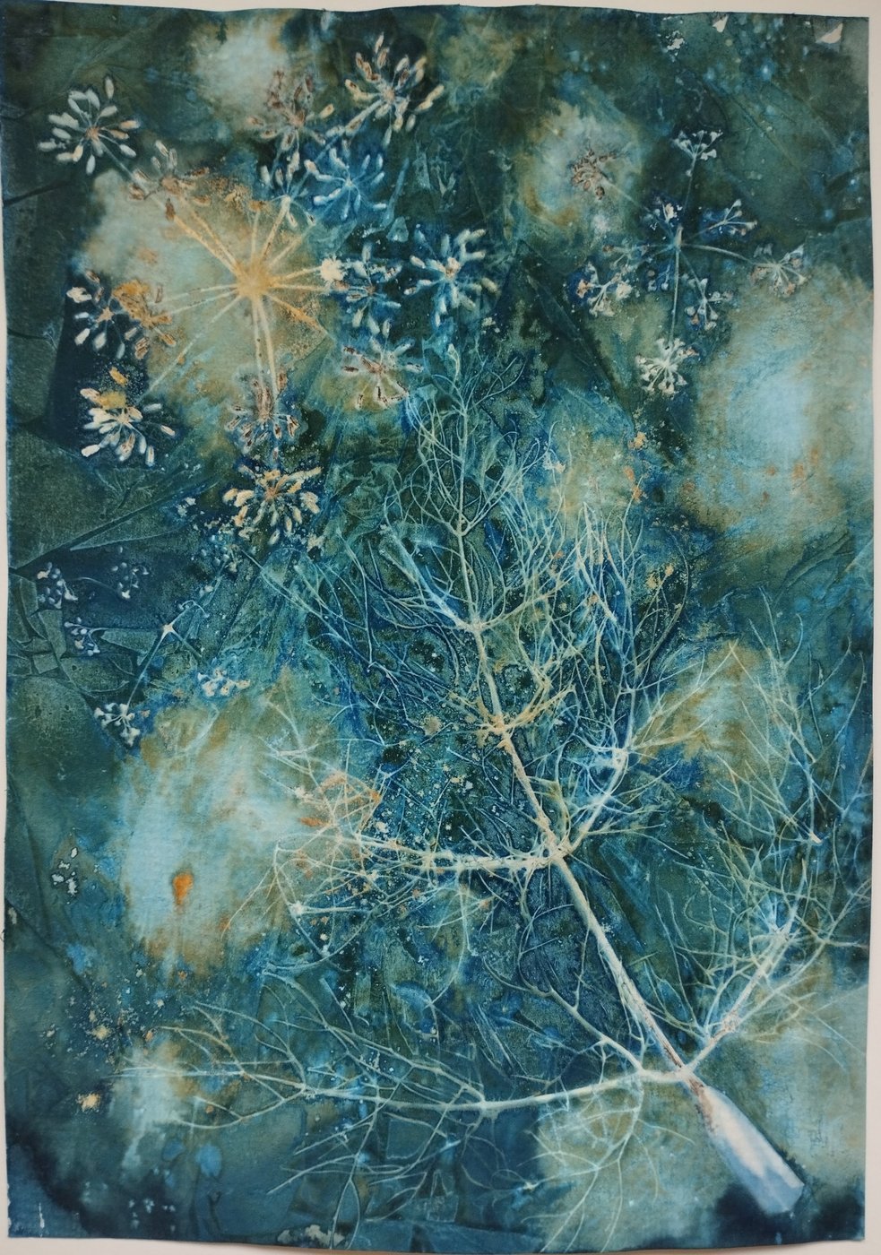 Fennel Cyanotype 1