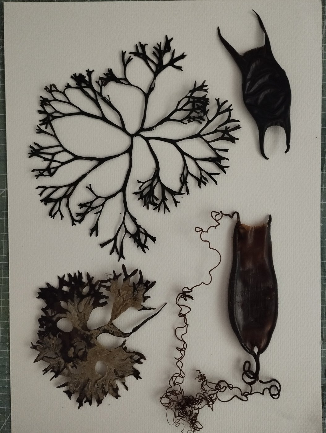 Seaweed and Mermaids Purses Cyanotypes
