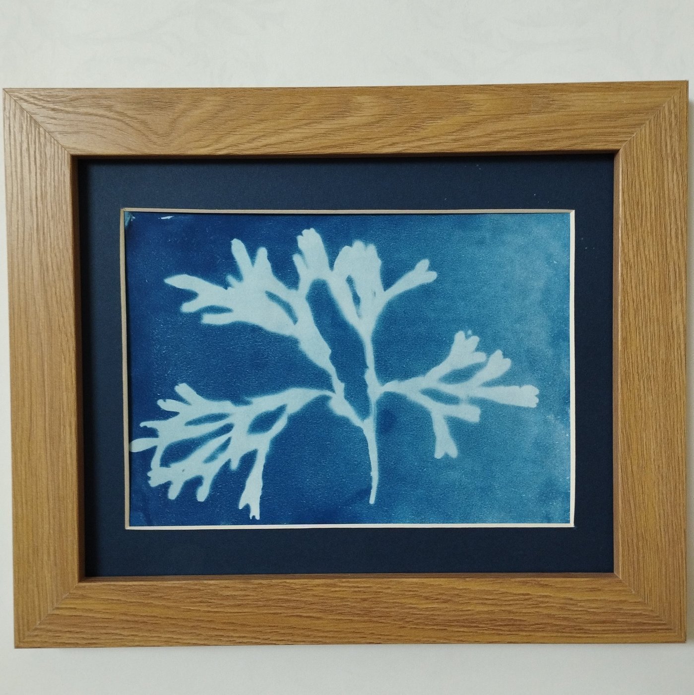 framed seaweed cyanotype