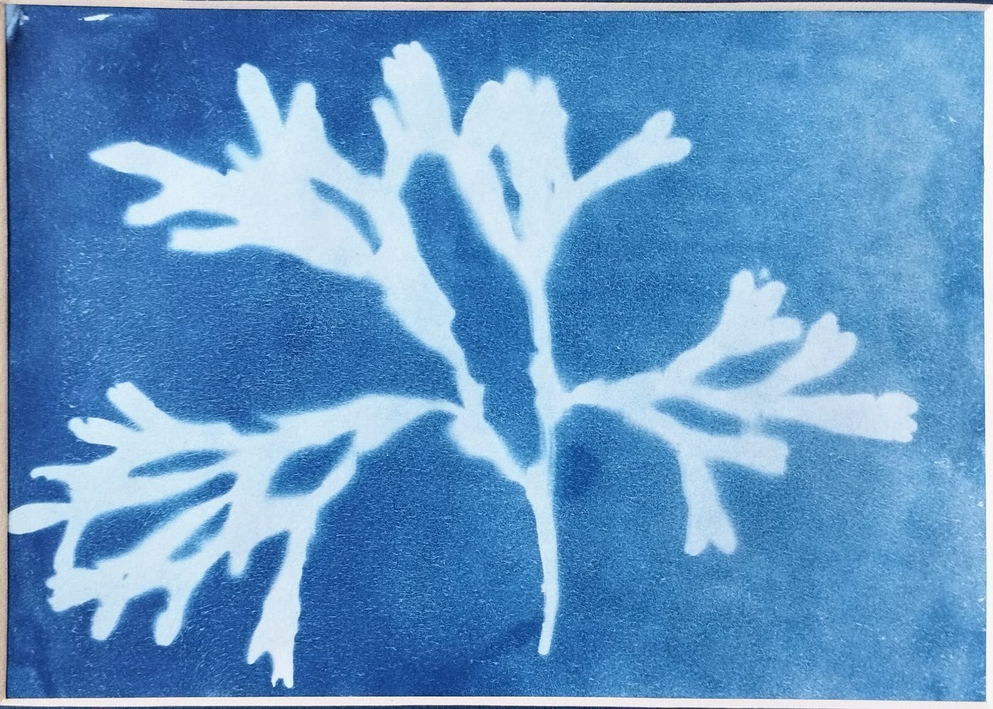 Seaweed Cyanotype