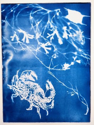Crab and Seaweed Cyanotype 2