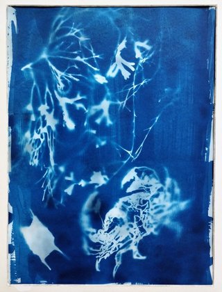 Crab and Seaweed Cyanotype