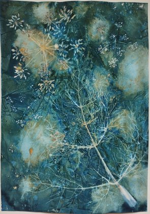 Fennel Cyanotype 1