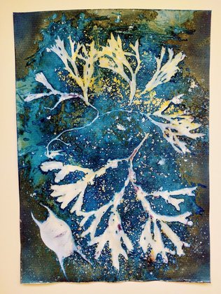Seaweed and Mermaids Purses Cyanotypes 2