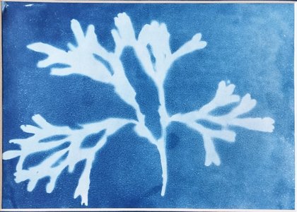 Seaweed Cyanotype